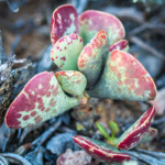 karoo nature walks, laingsburg